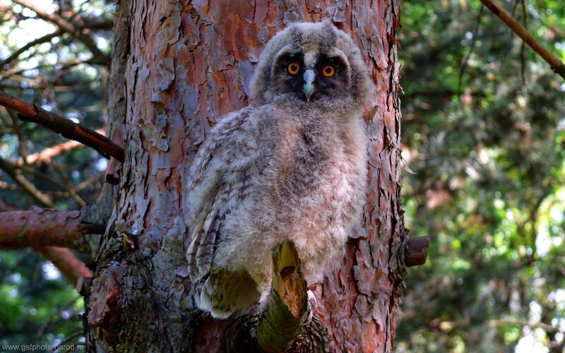 Young Owl on Tree Trunk