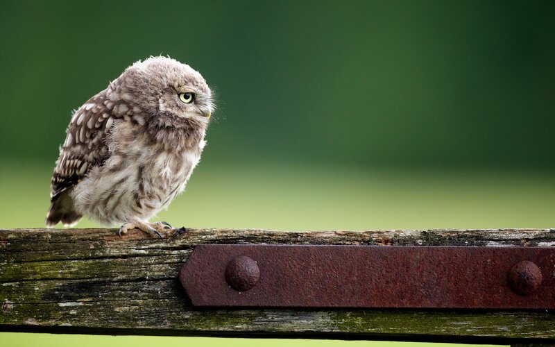 Young Owl on Wooden Beam — Brown
