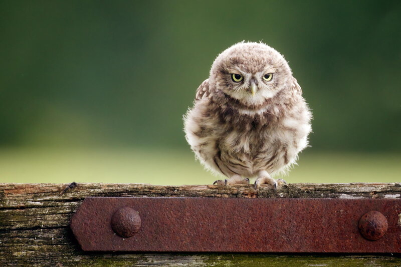 Young Owl on Wooden Beam