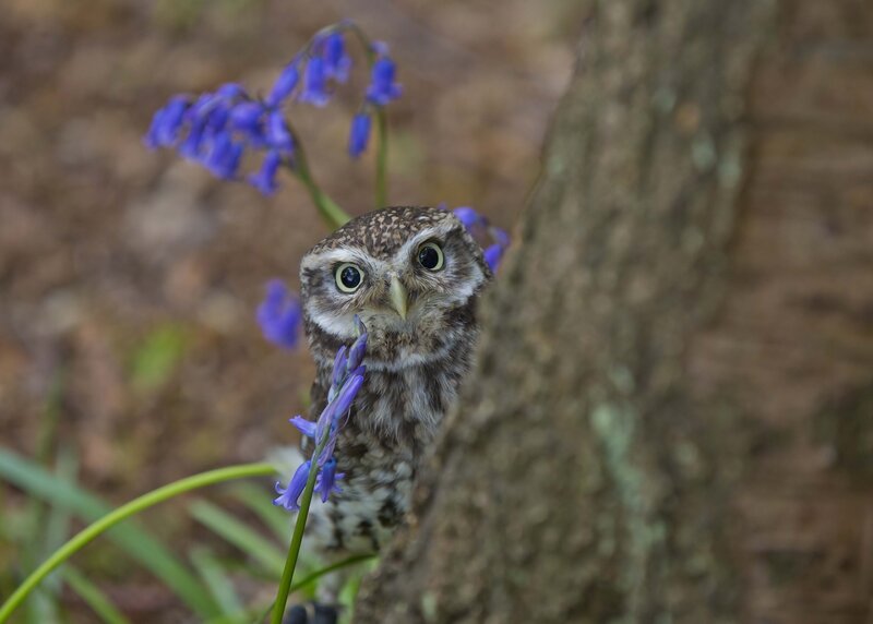 Young Owl Peeking