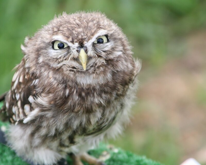 Young Owl Perched