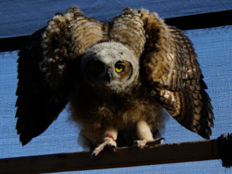 Young Owl with Spread Wings — Brown