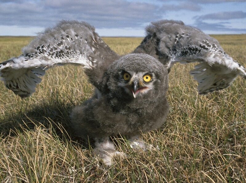 Young owl with spread wings