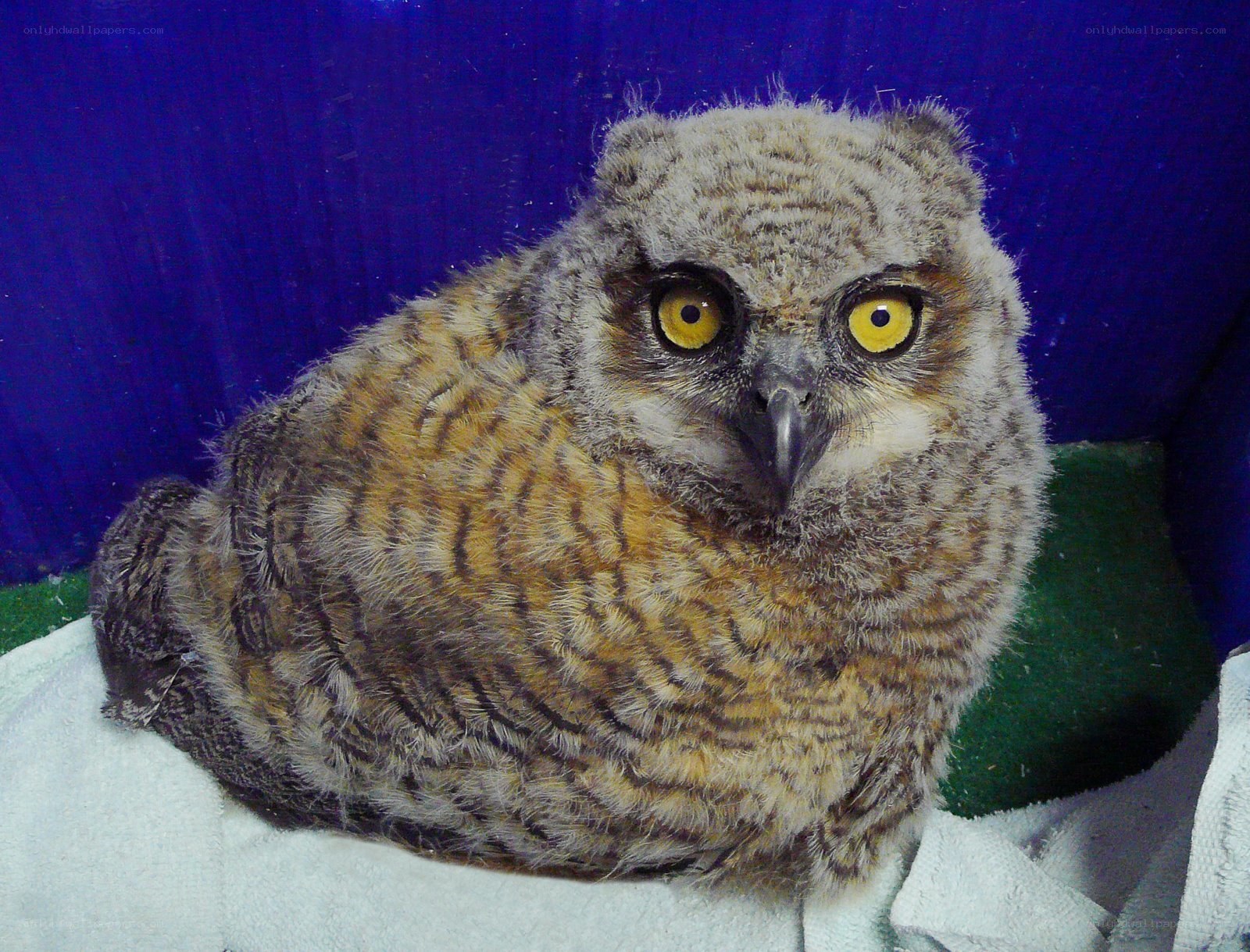 young owl with yellow eyes