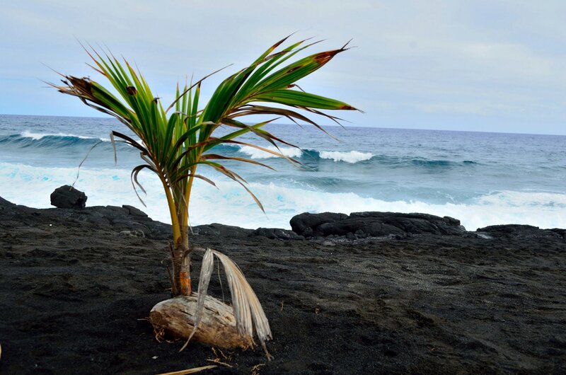 Young Palm Tree on Beach