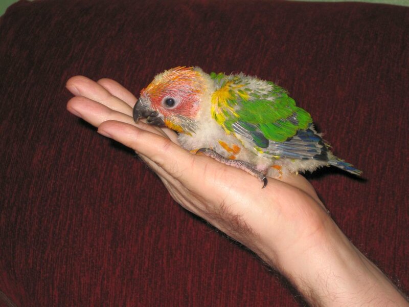 Young Parrot on Hand