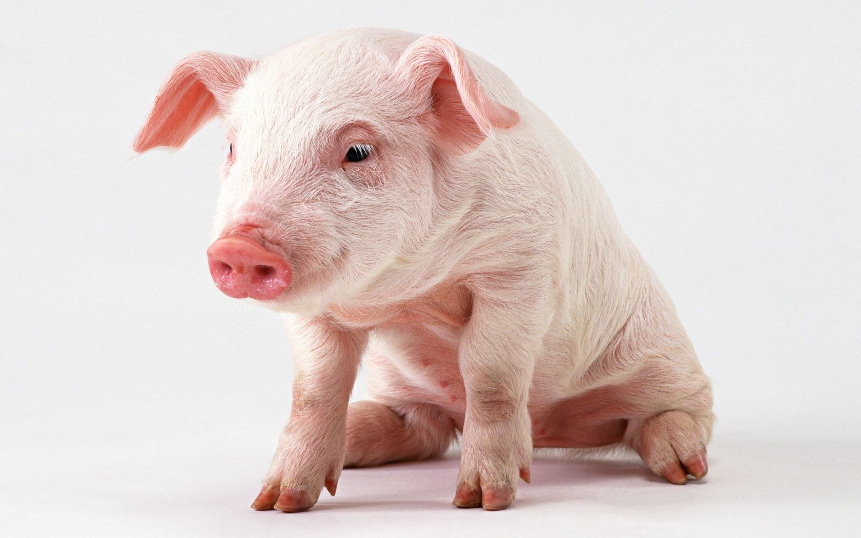 young pig on white background