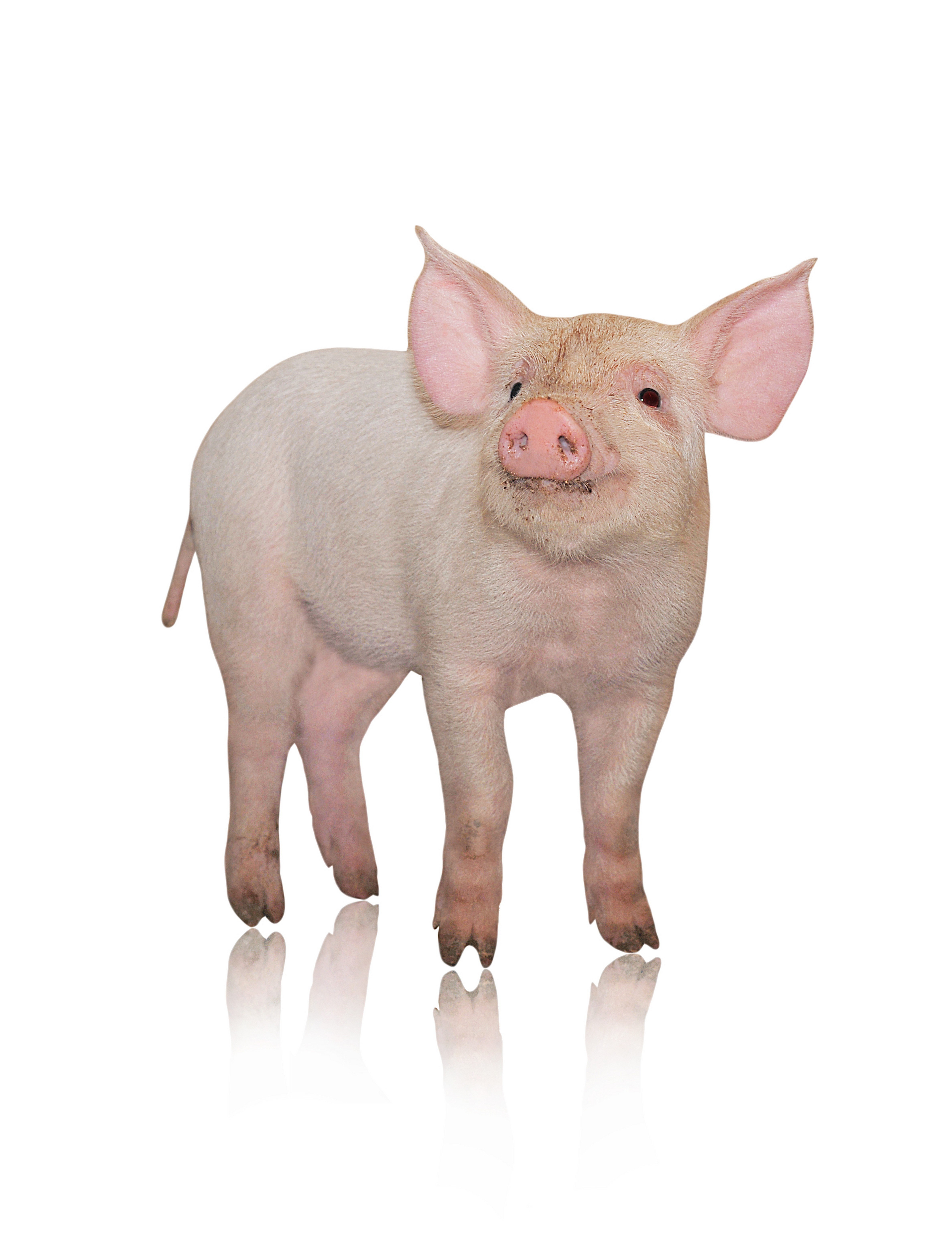 young pig standing on white