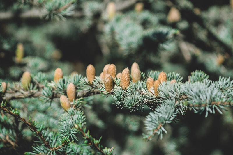 Young pine cones on a branch