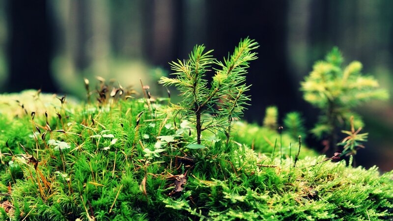 Young Pine Sapling — Green, Serene