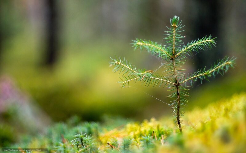 Young Pine Sapling — Green