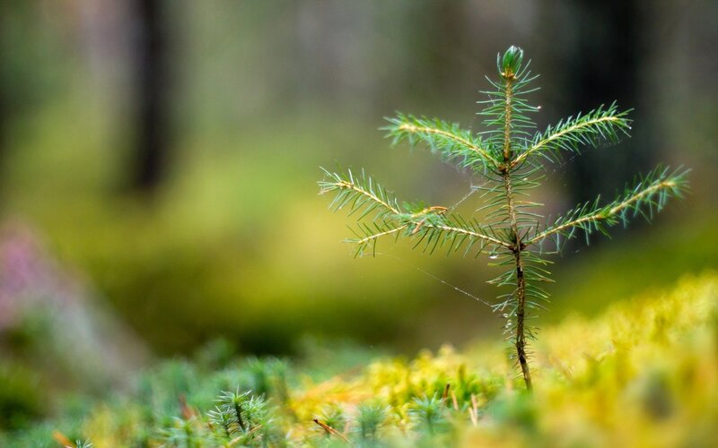 Young pine sapling in forest