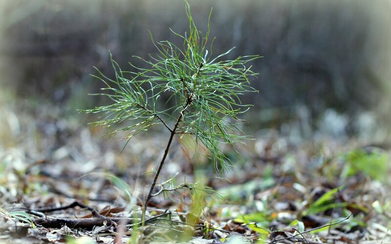 Young Pine Sapling