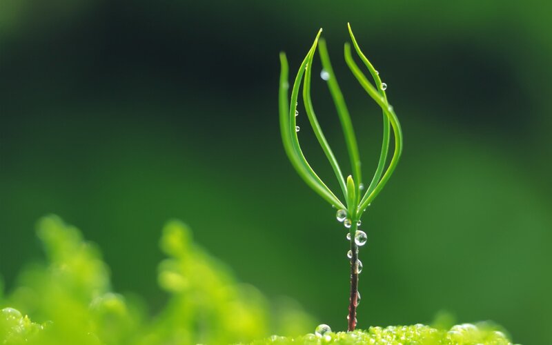 Young pine sprout with dew