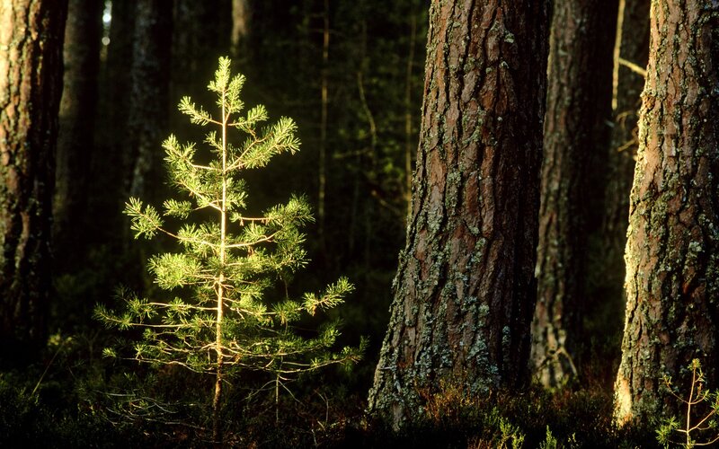 Young pine tree in forest