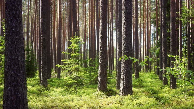 Young Pine Tree in Forest — Green, Serene, Afternoon