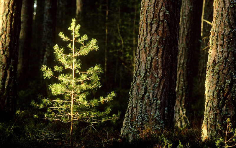 Young Pine Tree in Forest — Green, Serene