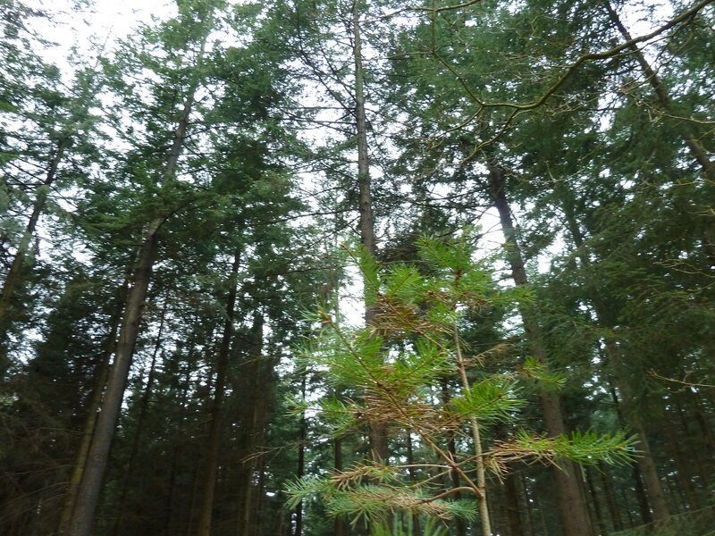 Young Pine Tree in Forest — Green