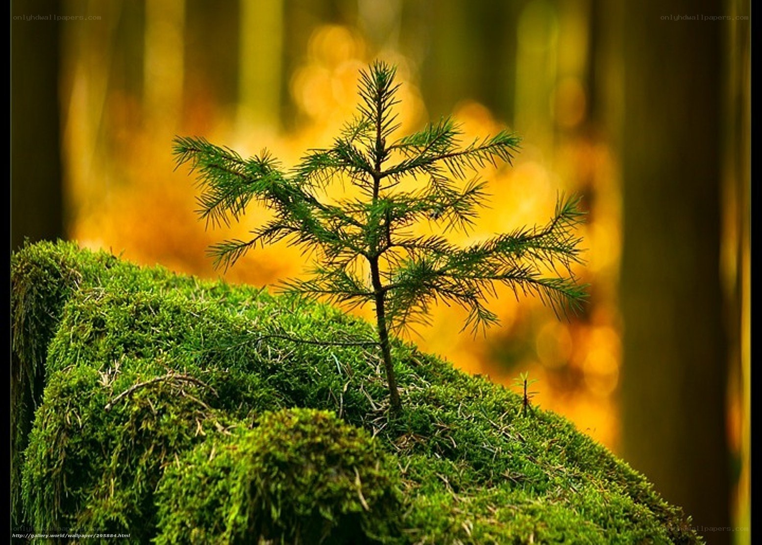 Young pine tree in forest