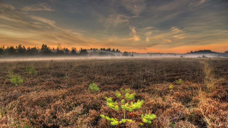 Young Pine Tree in Marsh