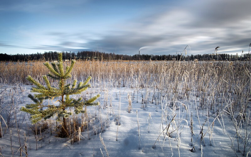 Young Pine Tree in Snow