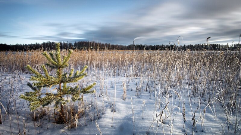 Young Pine Tree in Snow — White