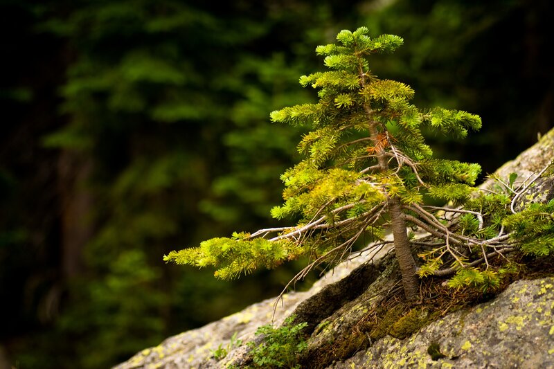 Young pine tree on a rock