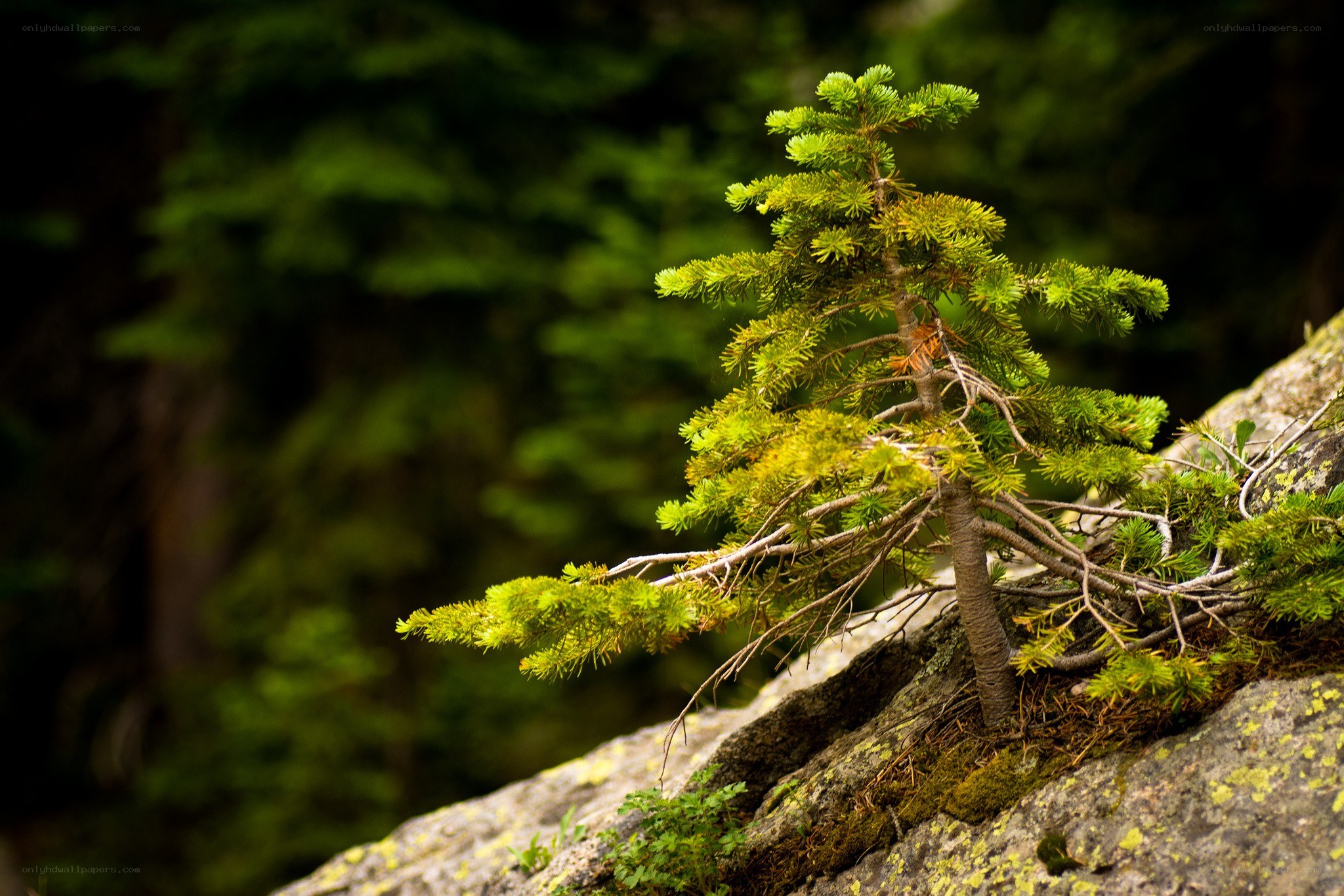 Young pine tree on a rock