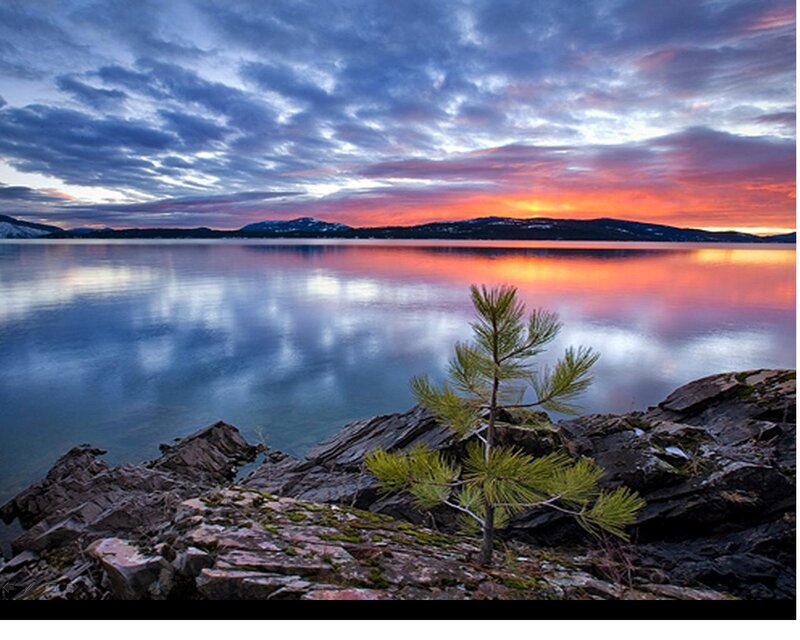 Young Pine Tree on Rocks