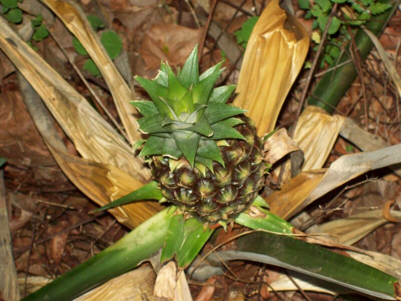 young pineapple on forest floor