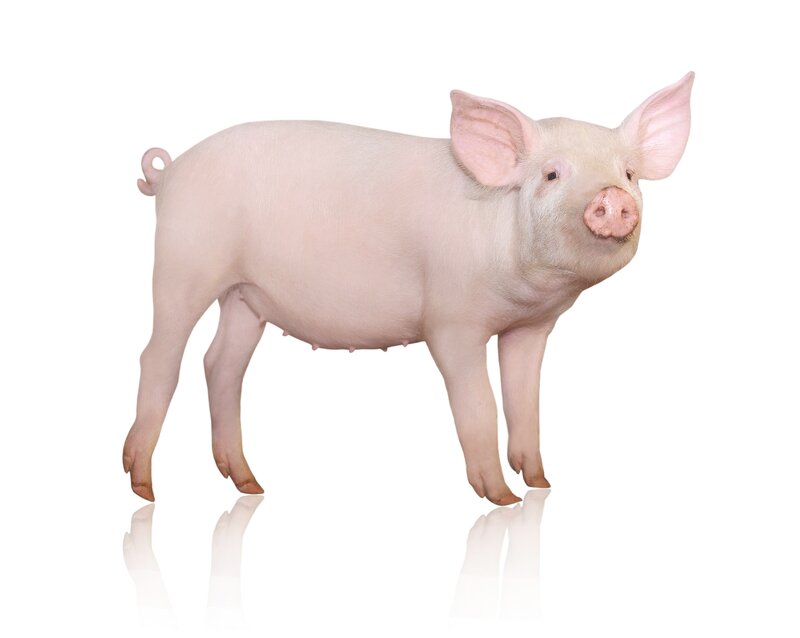young pink pig standing