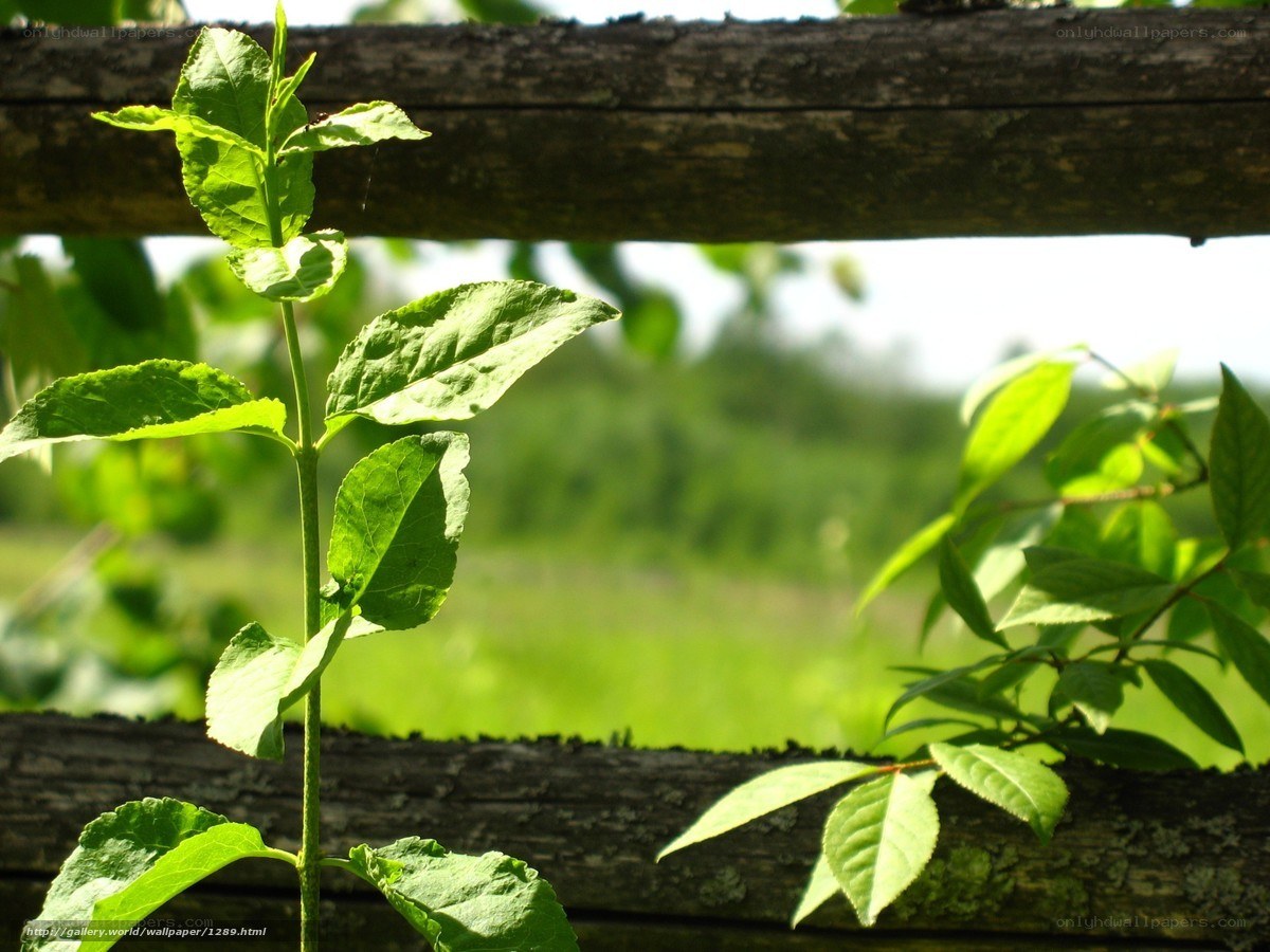 Young plant by wooden fence