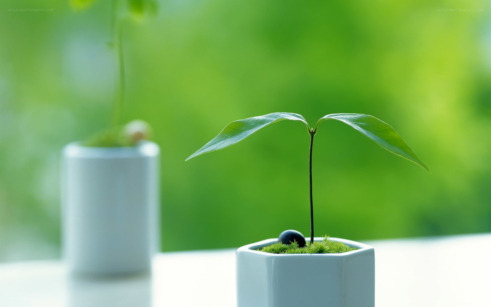 Young plant in a pot