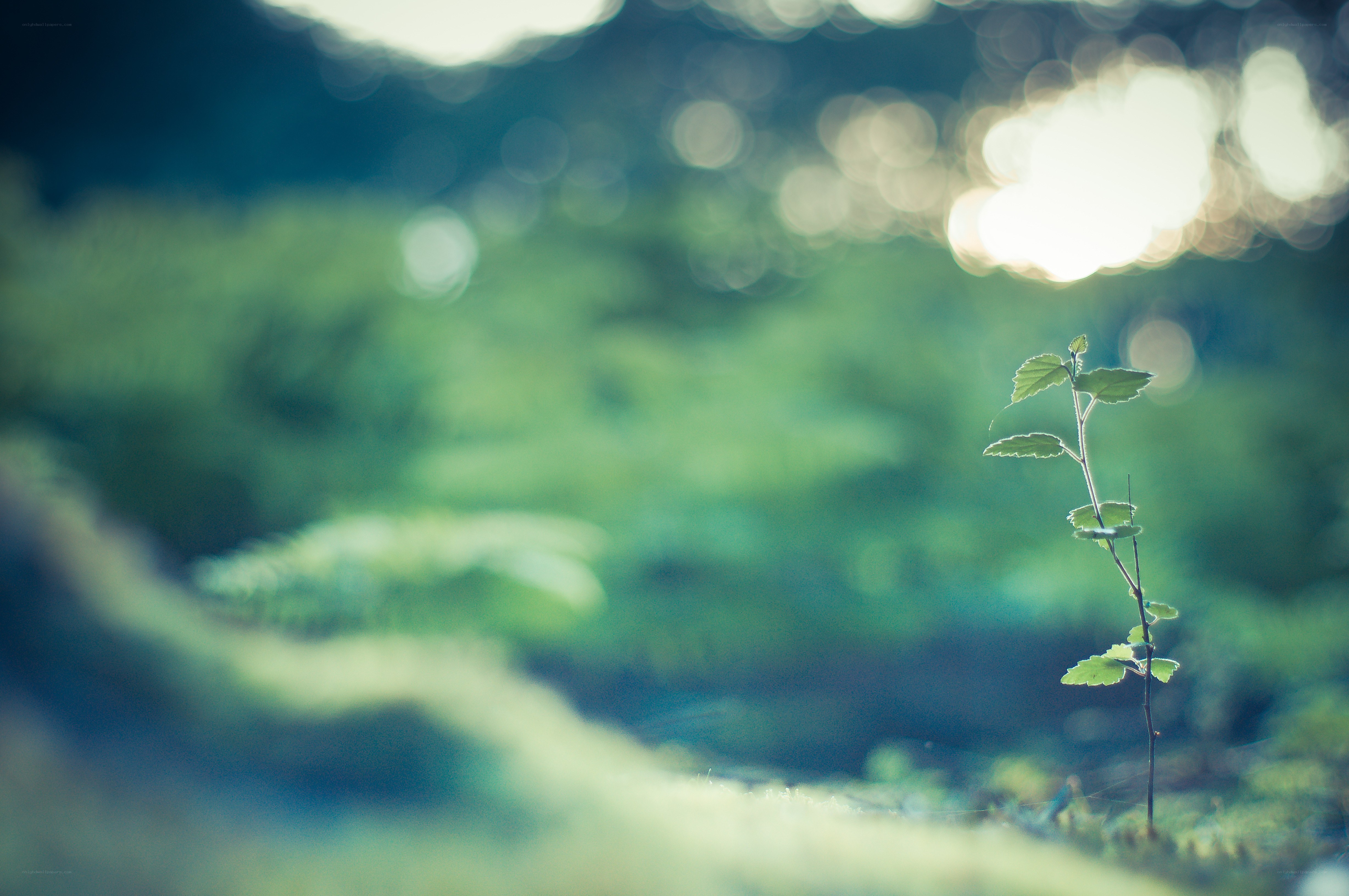 Young plant in forest light