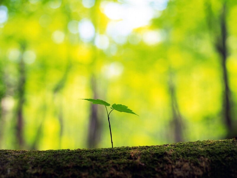 Young plant in forest
