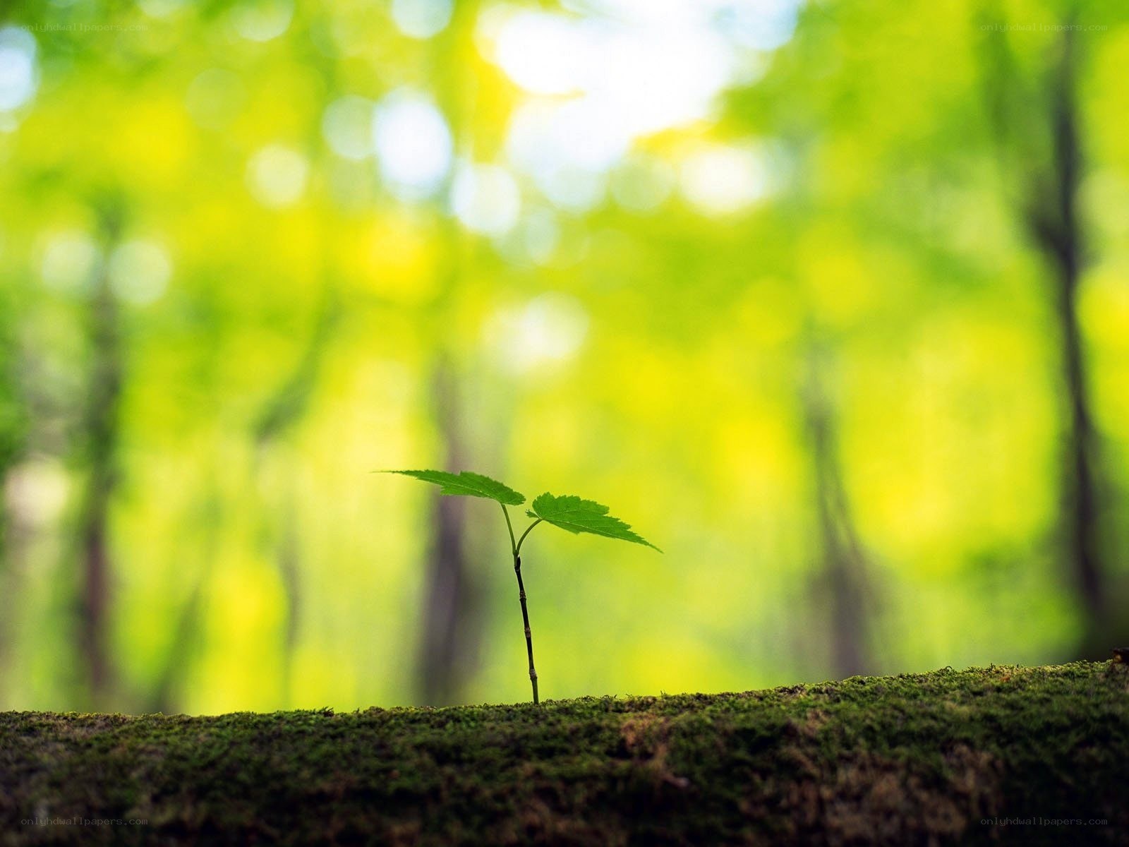 Young plant in forest
