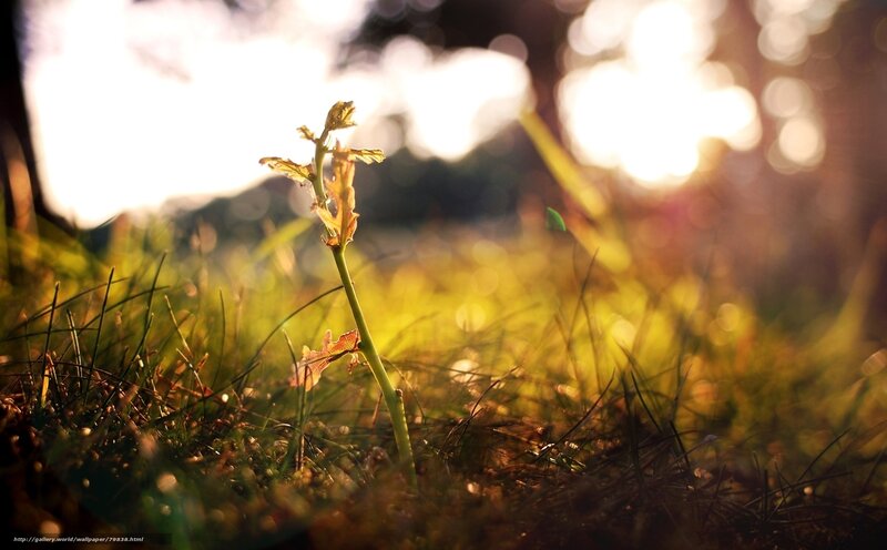Young Plant in Grass