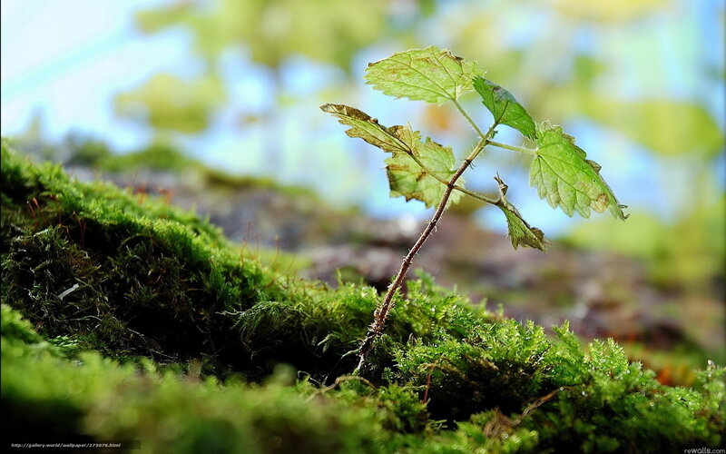 Young Plant in Moss — Green, Serene