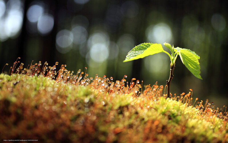 Young plant in mossy forest
