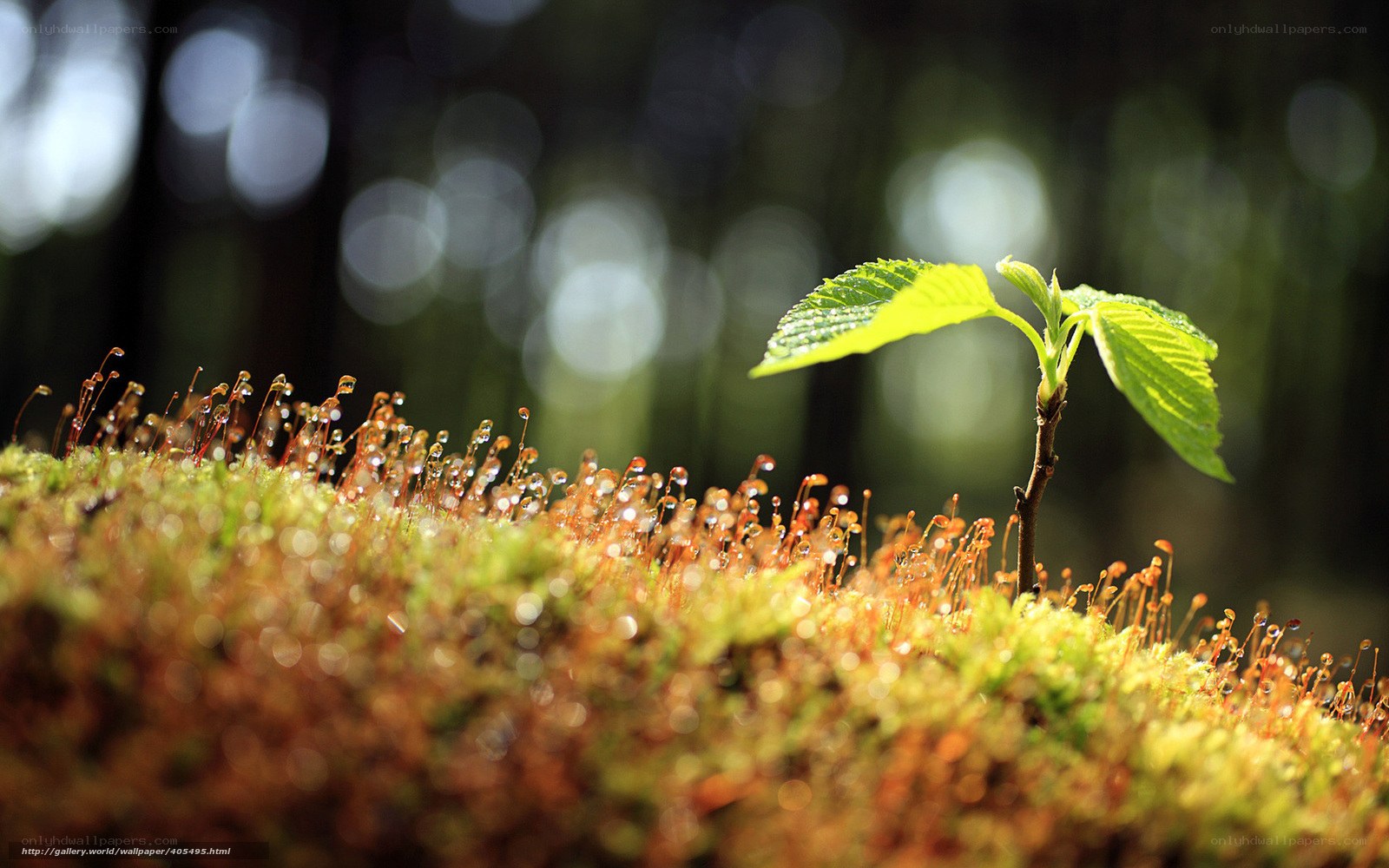 Young plant in mossy forest