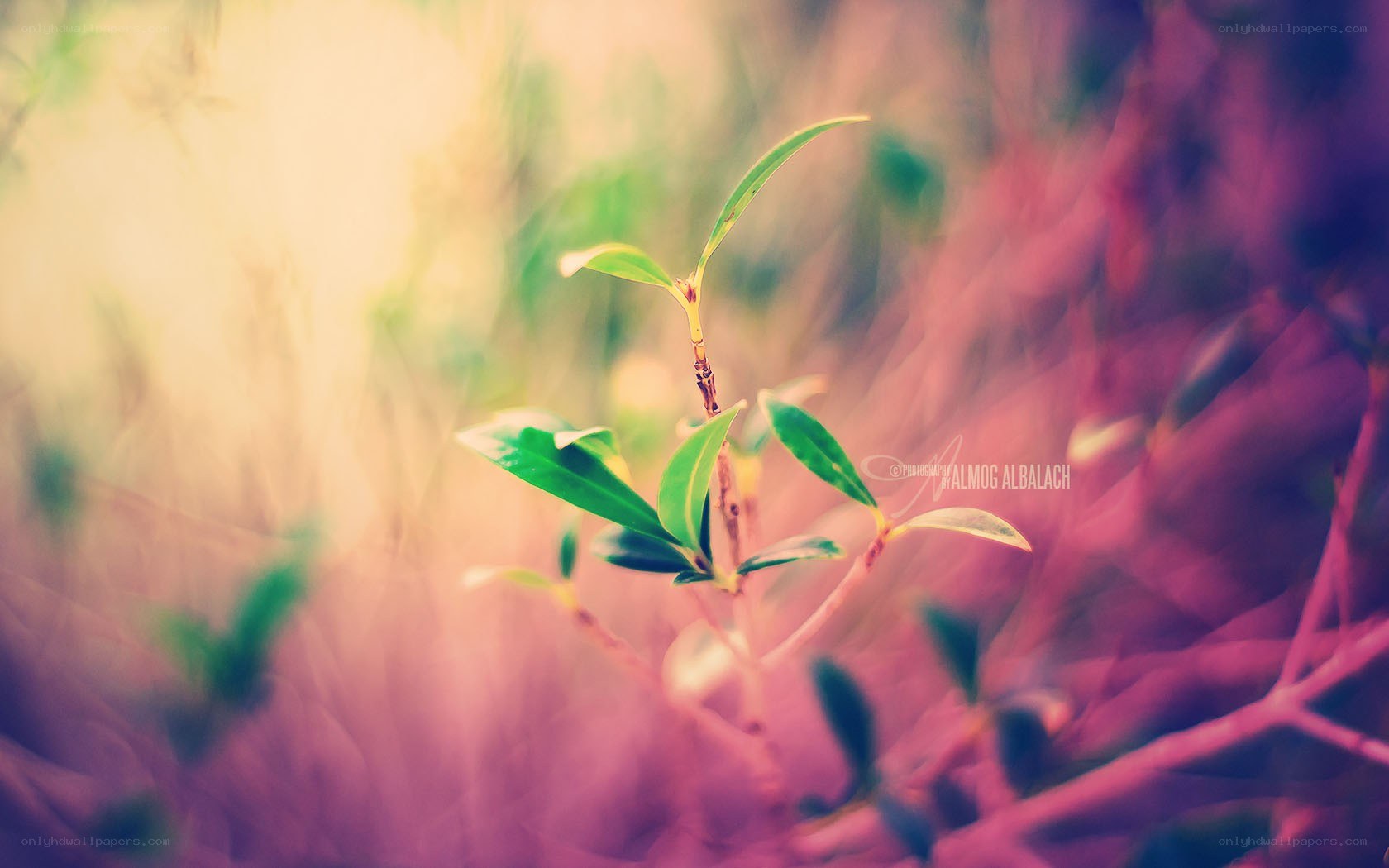 Young plant in soft focus