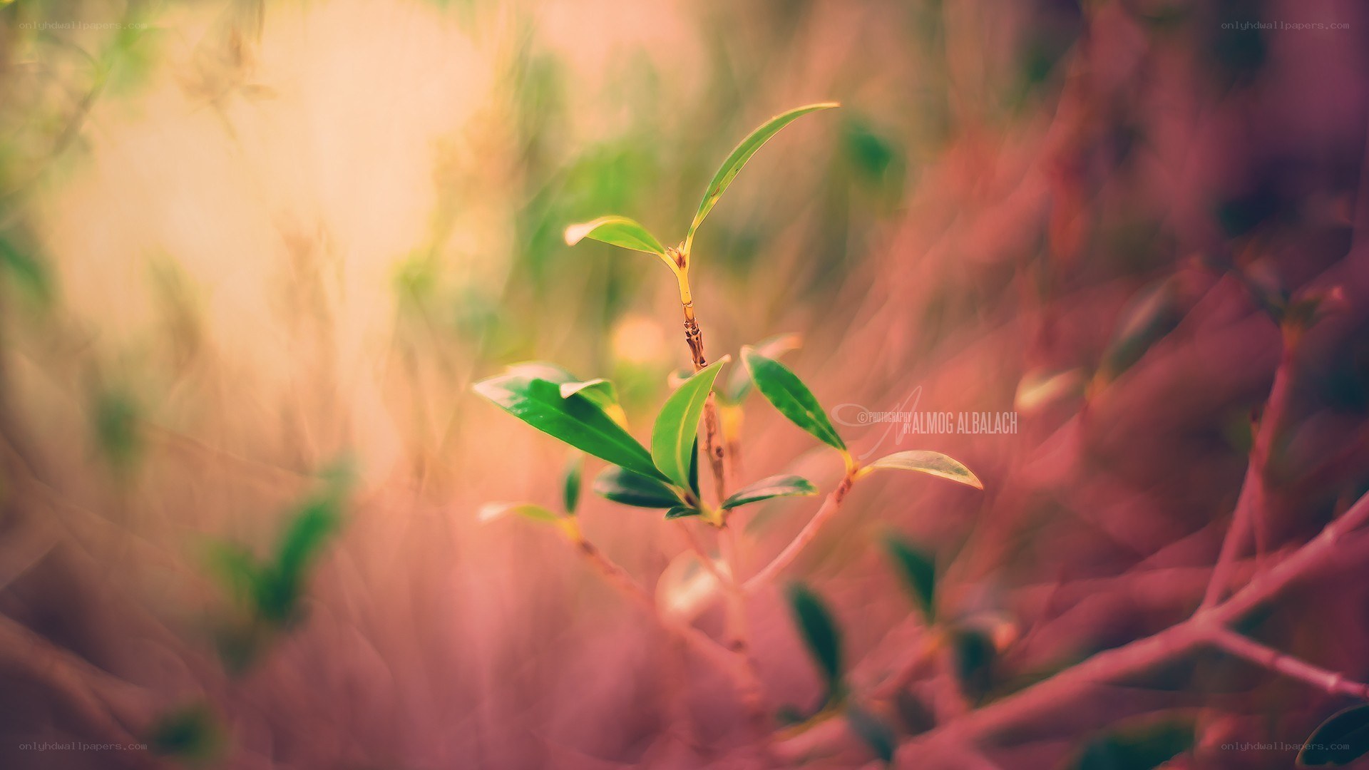 Young plant in soft light