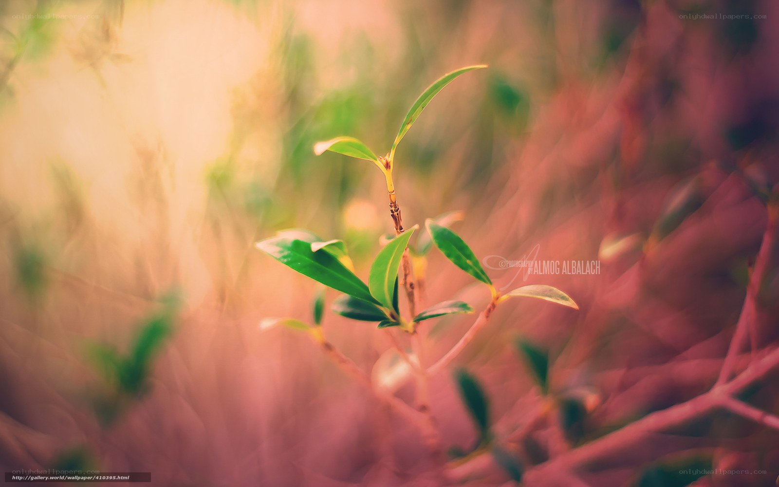 Young plant in soft light
