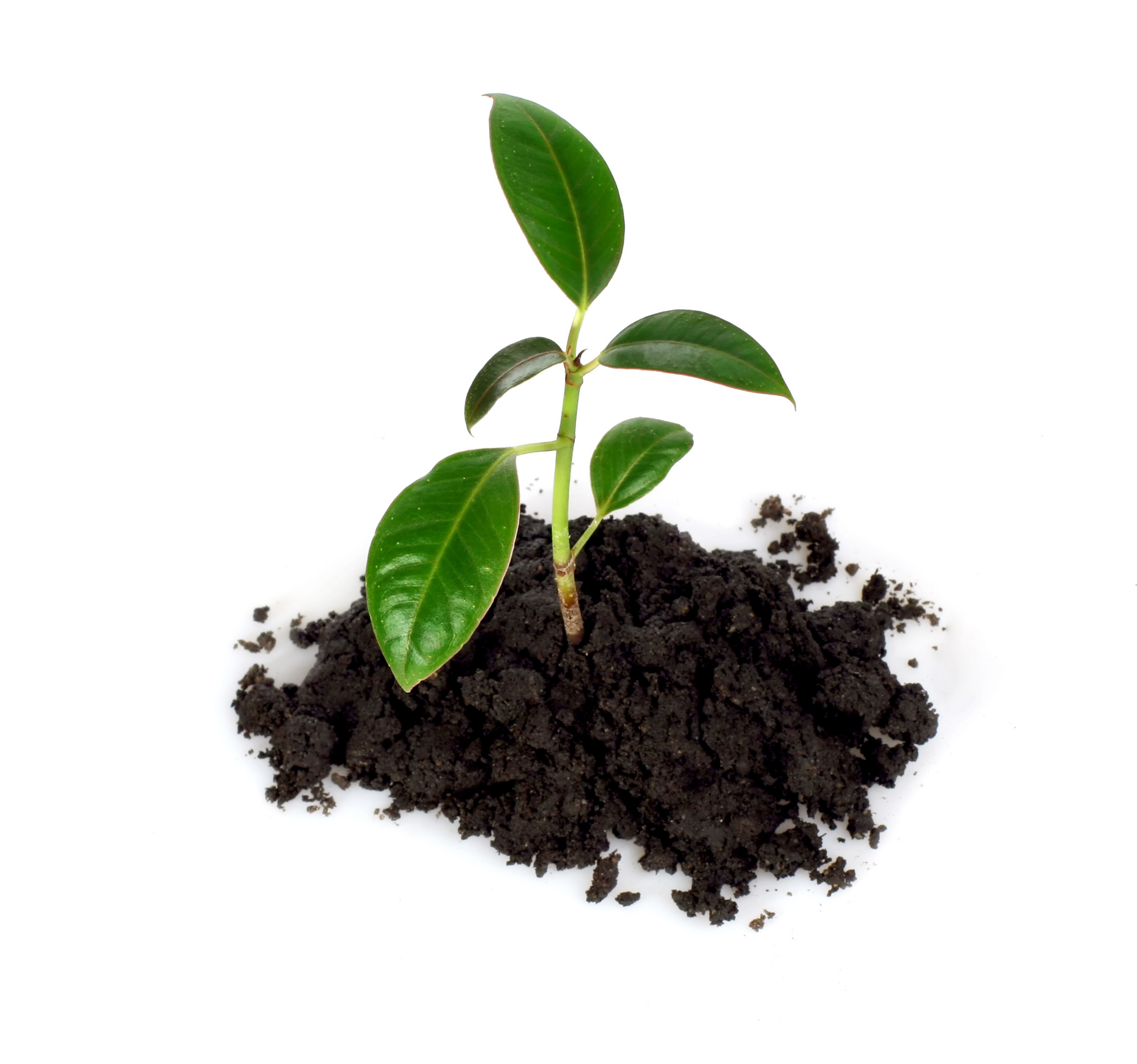 young plant in soil