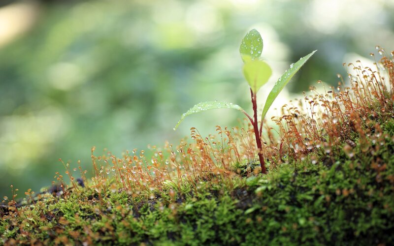 Young Plant Sprout — Green, Serene, Morning, Photograph