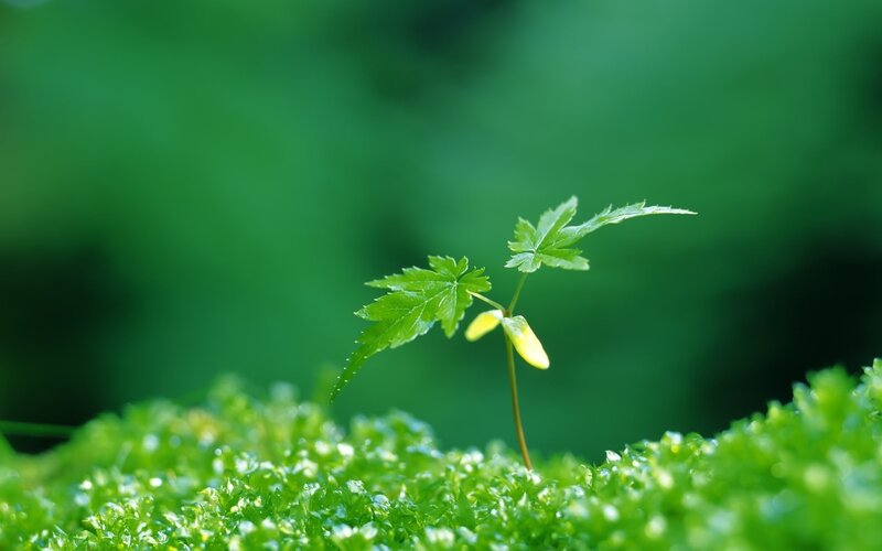Young Plant Sprout — Green, Serene
