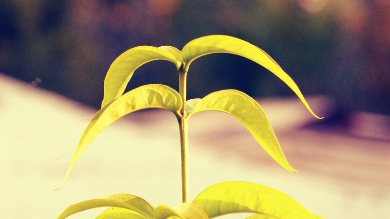 Young Plant Sprout — Yellow