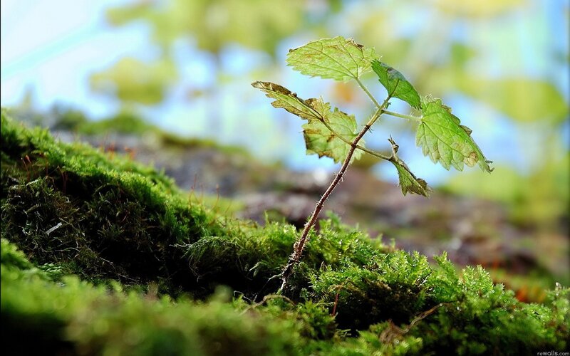 Young plant sprouting from moss