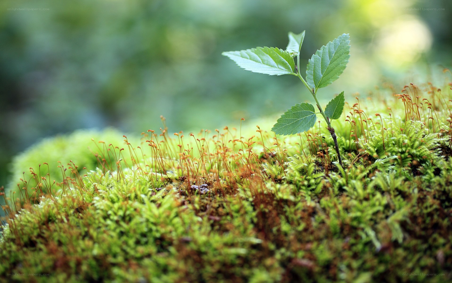 Young plant sprouting from moss