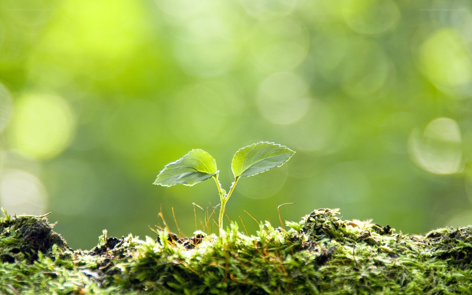 Young plant sprouting from moss